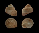 Trochidae(2)