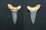 Hypotodus cf. Verticalis(?)