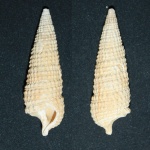 Cerithium dnjeprovense Kljushnikov, 1958