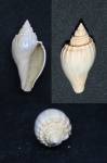 Athleta suturalis (Nyst,1843)