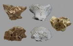Cyanthoseris sp.