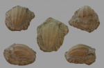 Neithea striatocostata (Goldfuss, 1836) ?