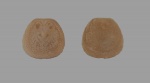Danocrania tuberculata