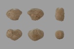 Siderofungia sp.(?)