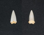 Lamniformes