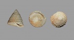 Trochus lucasianus (?)