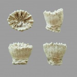 Paracyathus crassus