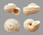 Angaria astraeformis