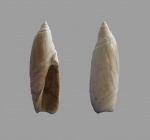 Ancillaria (Ancillarine) canalis Koen.