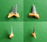 Hypotodus verticalis