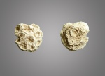 Colpophyllia slavutytschensis,Kusm