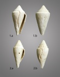Conus sp. на определение