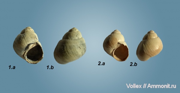 прижизненная окраска, Viviparus, Gastropoda, Viviparidae