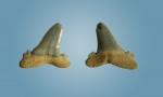 Hypotodus sp. (?)