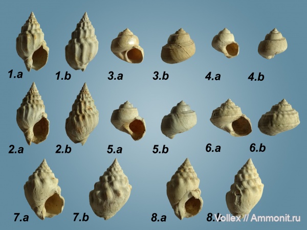 Gibbula, Dorsanum, Trochidae