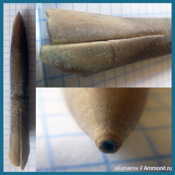 белемниты, Крым, belemnites