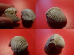 Cyrtospirifer sp.