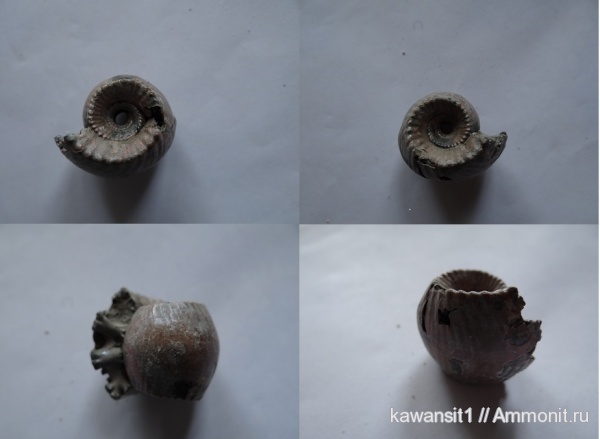 окаменелости, юра, Erymnoceras, Erymnoceras doliforme, Fossils, Jurassic
