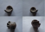 Erymnoceras doliforme
