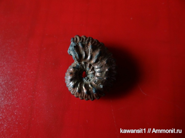 окаменелости, Михайлов, Kosmoceras, юрский период, келловей, Рязанская область, Fossils, Callovian, Jurassic, Middle Jurassic