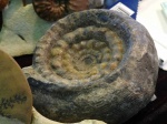 paragastrioceras
