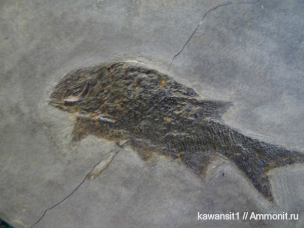 рыбы, fish