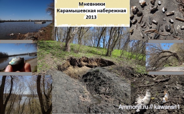 аммониты, белемниты, брахиоподы, юра, двустворки, волжский ярус, Мневники, Ammonites, Карамышевская набережная, Volgian, Jurassic, belemnites