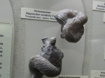 Nipponites