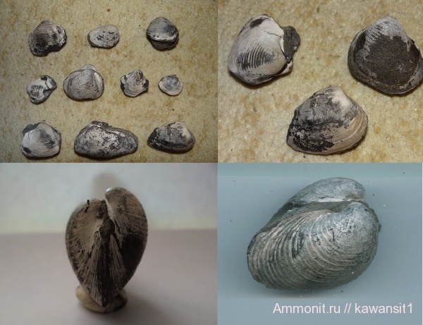 окаменелости, юра, двустворки, волжский ярус, Astarte, Gresslya, Fossils, отвалы метро, Mactromya, Volgian, Jurassic