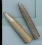 Eulagonibelus(3)
