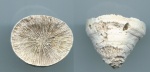 Scleractinia