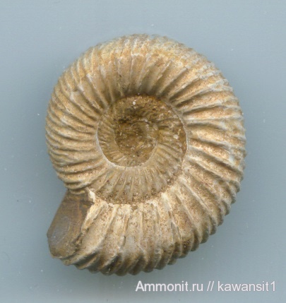 окаменелости, юра, Мадагаскар, Perisphinctidae, Fossils, Kranaosphinctes, Jurassic
