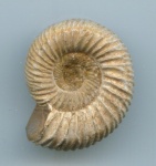Kranaosphinctes