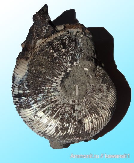 аммониты, юра, Virgatites, волжский ярус, Virgatites gerassimovi, Ammonites, зона Virgatites virgatus, отвалы метро, Virgatitidae, Volgian, Jurassic