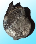 Virgatites gerassimovi