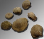 Cleiothyridina