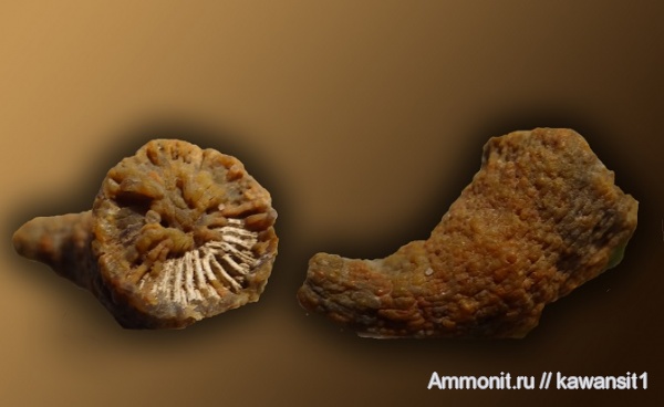 окаменелости, Ярославская область, ругозы, Fossils