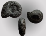 Dorsoplanites panderi