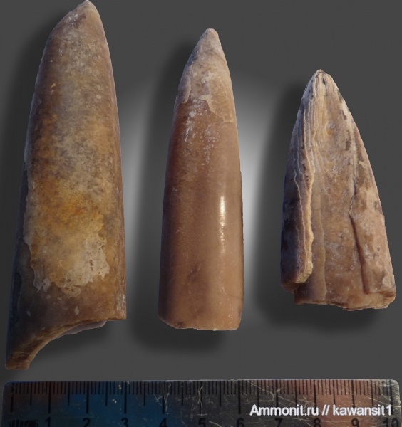 окаменелости, белемниты, юра, Коломенское, оксфорд, головоногие моллюски, Fossils, Oxfordian, Jurassic, belemnites