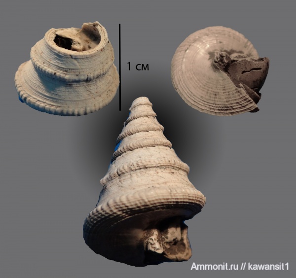 гастроподы, моллюски, юра, оксфорд, отвалы метро, Pyrgotrochus conoideus, Pyrgotrochus, Oxfordian, Jurassic