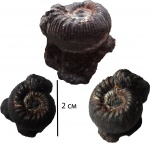 Perisphinctes sp.