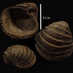 Trautscholdia cordata
