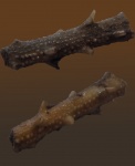 Rhabdocidaris spathulata
