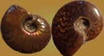 Cleoniceras