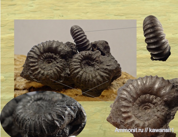 аммониты, юра, Москва, Pavlovia, волжский ярус, Pavlovia pavlovi, зона Dorsoplanites panderi, Ammonites, отвалы метро, Dorsoplanitidae, Volgian, Jurassic