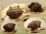 Asaphus kotlukovi Balashova, 1953