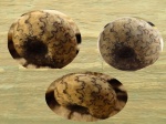 Craspedites sp.