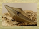 Cyrtospirifer rudkinensis