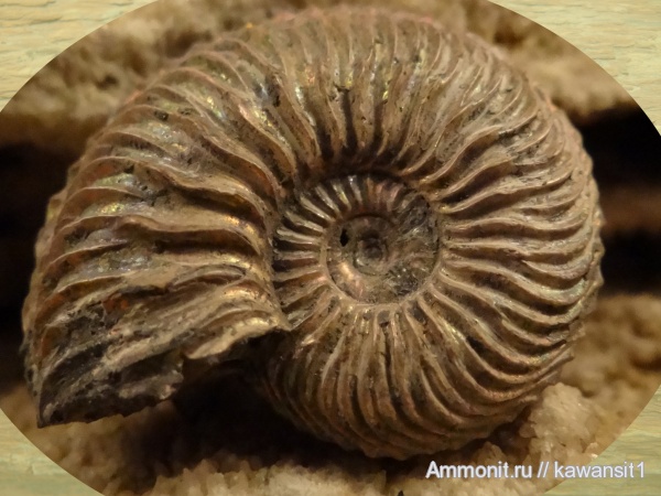 аммониты, юра, Михайлов, Cardioceras, оксфорд, Cardioceras alphacordatum, Ammonites, Oxfordian, Jurassic