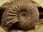 Cardioceras alphacordatum